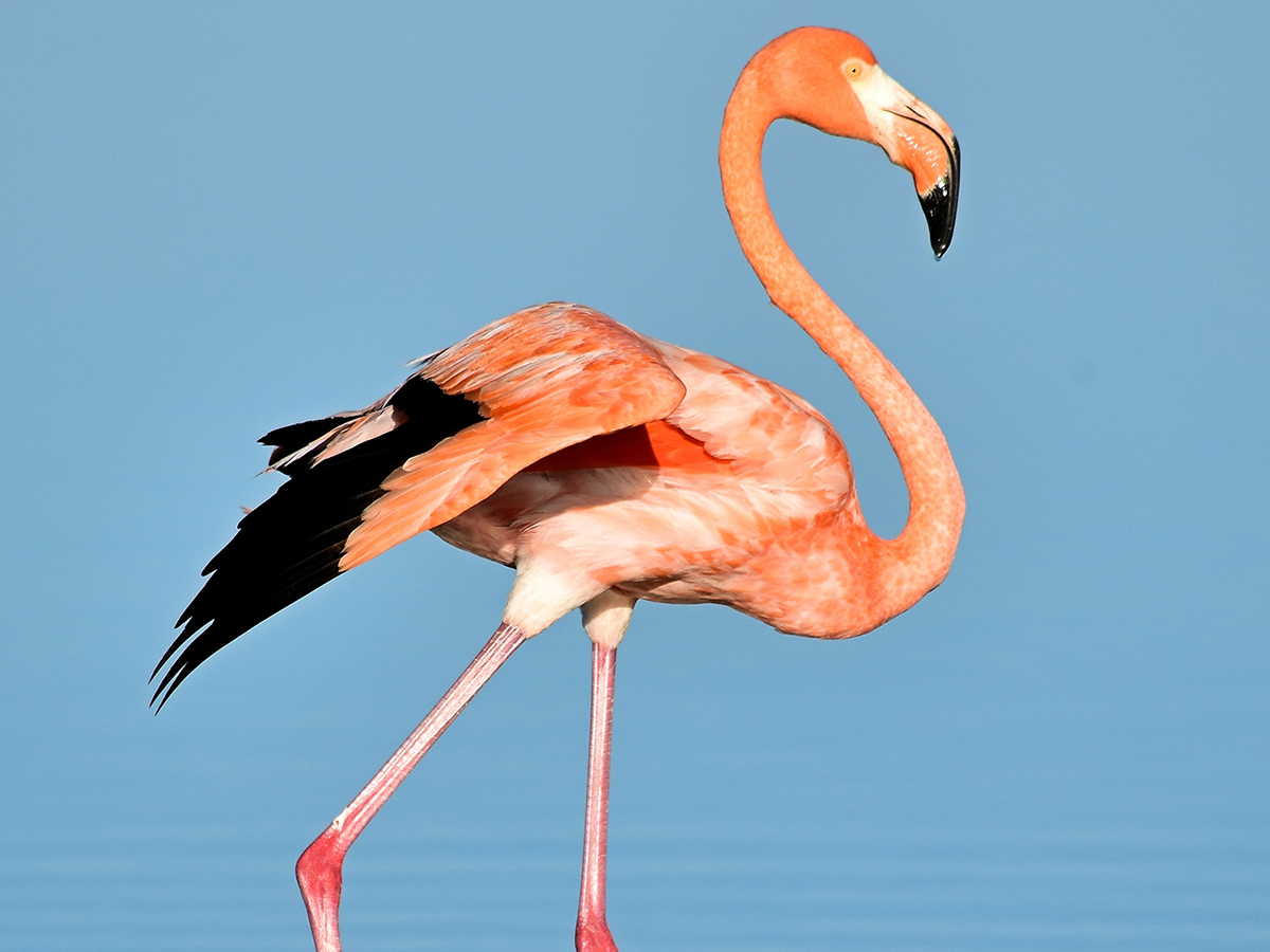 1200x900GMB-2 Flamingo seen during wildlife tour.