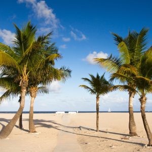 sandy beach with palm trees